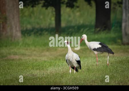 Weißstorch (Ciconia ciconia) – in der Tschechischen Republik verbreitete Arten, zwei Individuen, die auf Wiesen unterwegs sind. Stockfoto