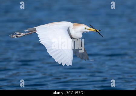 Rinderreiher (Bubulcus ibis). März in Wakodahatchee Wetlands, Palm Beach County, Florida. Stockfoto