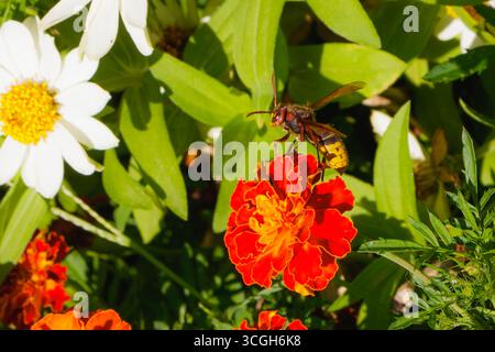 Eine Biene sammelt viel Nektar aus den leuchtend orangen Ringelblumen, während farbenfrohe Gänseblüten dem üppigen Garten Charme verleihen und die Schönheit der Natur in Szene setzen Stockfoto