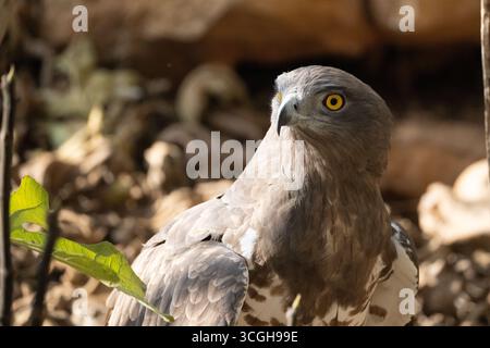 Porträt eines Kurzzehenadlers Stockfoto
