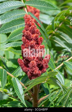 Roter Fruchtkopf des Rhus typhina Strauchs, auch Hirschhornsumach oder Staghornsumak genannt, mit grünen gefiederten Blättern im Sommer Stockfoto