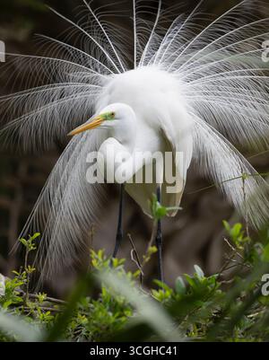 Paarungsanzeige für Großreiher (Ardea alba). März in Wakodahatchee Wetlands, Palm Beach County, Florida. Stockfoto