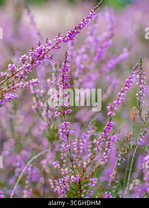 Blühende Besenheide Calluna vulgaris, Heidekraut, Naturschutzgebiet Heiliger Hain, Lüneburger Heide Wahrenholz Niedersachsen Deutschland *** blühende Heide Calluna vulgaris, Heidekraut, Naturschutzgebiet Heiliger Hain, Lüneburger Heide Wahrenholz Niedersachsen Deutschland Stockfoto