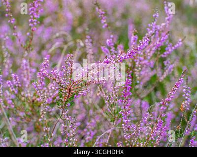 Blühende Besenheide Calluna vulgaris, Heidekraut, Naturschutzgebiet Heiliger Hain, Lüneburger Heide Wahrenholz Niedersachsen Deutschland *** blühende Heide Calluna vulgaris, Heidekraut, Naturschutzgebiet Heiliger Hain, Lüneburger Heide Wahrenholz Niedersachsen Deutschland Stockfoto