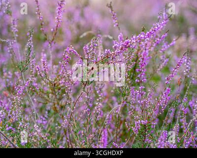 Blühende Besenheide Calluna vulgaris, Heidekraut, Naturschutzgebiet Heiliger Hain, Lüneburger Heide Wahrenholz Niedersachsen Deutschland *** blühende Heide Calluna vulgaris, Heidekraut, Naturschutzgebiet Heiliger Hain, Lüneburger Heide Wahrenholz Niedersachsen Deutschland Stockfoto