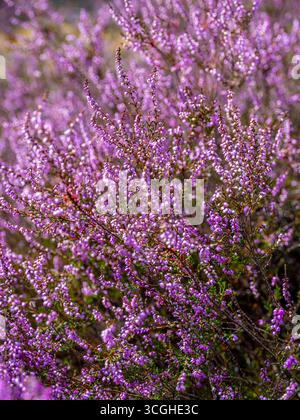 Blühende Besenheide Calluna vulgaris, Heidekraut, Naturschutzgebiet Heiliger Hain, Lüneburger Heide Wahrenholz Niedersachsen Deutschland *** blühende Heide Calluna vulgaris, Heidekraut, Naturschutzgebiet Heiliger Hain, Lüneburger Heide Wahrenholz Niedersachsen Deutschland Stockfoto