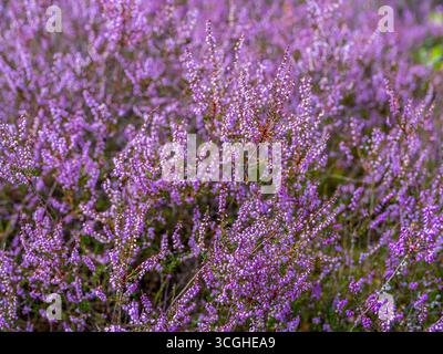 Blühende Besenheide Calluna vulgaris, Heidekraut, Naturschutzgebiet Heiliger Hain, Lüneburger Heide Wahrenholz Niedersachsen Deutschland *** blühende Heide Calluna vulgaris, Heidekraut, Naturschutzgebiet Heiliger Hain, Lüneburger Heide Wahrenholz Niedersachsen Deutschland Stockfoto