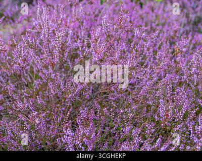 Blühende Besenheide Calluna vulgaris, Heidekraut, Naturschutzgebiet Heiliger Hain, Lüneburger Heide Wahrenholz Niedersachsen Deutschland *** blühende Heide Calluna vulgaris, Heidekraut, Naturschutzgebiet Heiliger Hain, Lüneburger Heide Wahrenholz Niedersachsen Deutschland Stockfoto