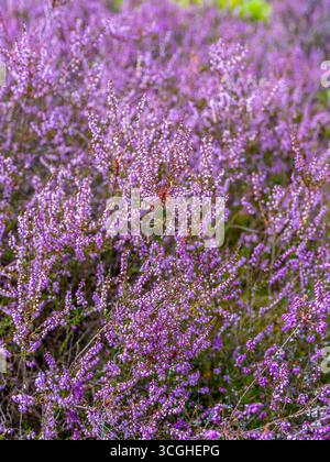 Blühende Besenheide Calluna vulgaris, Heidekraut, Naturschutzgebiet Heiliger Hain, Lüneburger Heide Wahrenholz Niedersachsen Deutschland *** blühende Heide Calluna vulgaris, Heidekraut, Naturschutzgebiet Heiliger Hain, Lüneburger Heide Wahrenholz Niedersachsen Deutschland Stockfoto