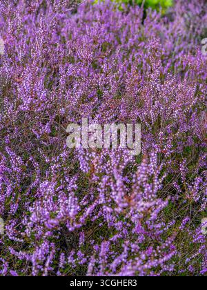 Blühende Besenheide Calluna vulgaris, Heidekraut, Naturschutzgebiet Heiliger Hain, Lüneburger Heide Wahrenholz Niedersachsen Deutschland *** blühende Heide Calluna vulgaris, Heidekraut, Naturschutzgebiet Heiliger Hain, Lüneburger Heide Wahrenholz Niedersachsen Deutschland Stockfoto