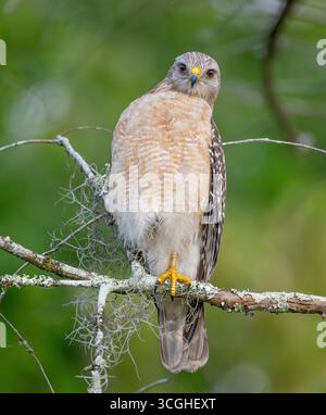 Rotschulterfalke (Buteo lineatus). Marschieren Sie im Corkscrew Regional Ecosystem Watershed (CREW) Bird Rookery Swamp in der Nähe von Naples, Florida. Stockfoto