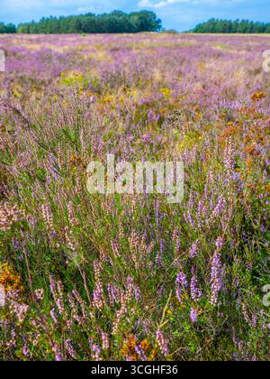 Heidelandschaft, blühende Besenheide Calluna vulgaris, Heidekraut, Naturschutzgebiet Heiliger Hain, Lüneburger Heide Wahrenholz Niedersachsen Deutschland *** Heidelandschaft, blühende Heide Calluna vulgaris, Heidekraut, Naturschutzgebiet Heiliger Hain, Lüneburger Heide Wahrenholz Niedersachsen Deutschland Stockfoto