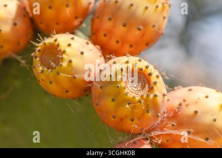 Reife Kaktusfrüchte wachsen auf einem flachen grünen Pad eng zusammen. Stockfoto