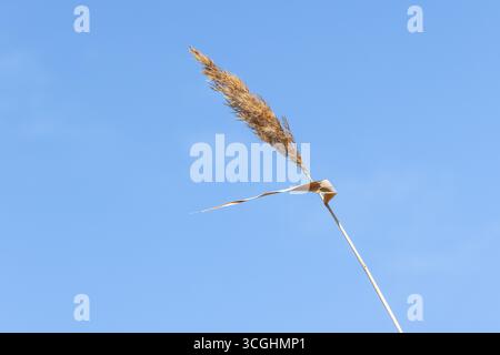 Ein einzelnes goldenes Schilf, das hoch vor einem leuchtend blauen Himmel steht, vermittelt Gelassenheit und natürliche Schönheit. Sonnendurchflutete und isolierte Bilder der Ruhe und des Stockfoto