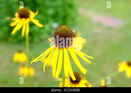 Echinacea paradoxa Stockfoto