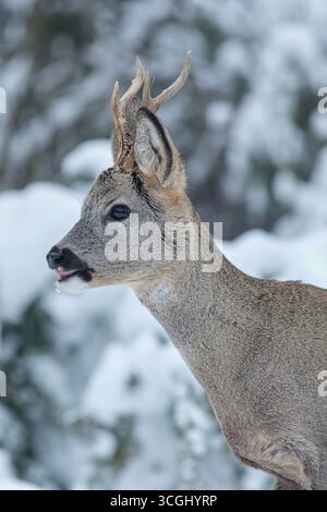 Nahaufnahme des Winterportraits eines männlichen Rechs (Capreolus capreolus), der inmitten eines verschneiten Waldes steht Stockfoto