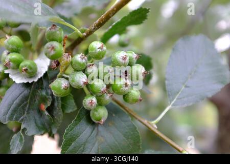 Sorbus aria Stockfoto