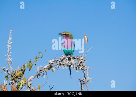 Fliederbrust Roller, Bostwanas Nationalvogel Stockfoto