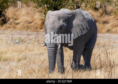 Ein afrikanischer Buschelefant, der durch trockenes Gras läuft Stockfoto