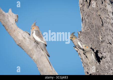 Die letzten beiden, jungen Kakatiels, zögern, ihren ersten Junggelenflug zu nehmen, wie es ihre Geschwister, die auf einem nahegelegenen Baumschenkel sitzen, getan hat. Stockfoto