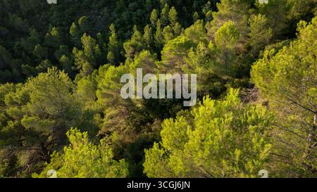 Üppig grüne Kiefernwälder schaffen atemberaubende Landschaften in Gandia, Spanien Stockfoto