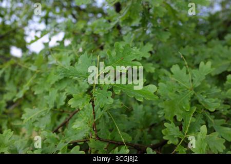 Quercus robur (Englische Eiche), Pflanzen im Freien 2020 Stockfoto