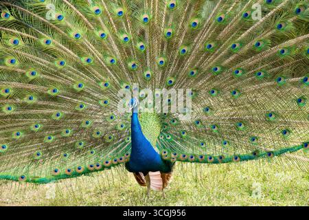 Ein männlicher Pfau, der seine Federn zeigt Stockfoto