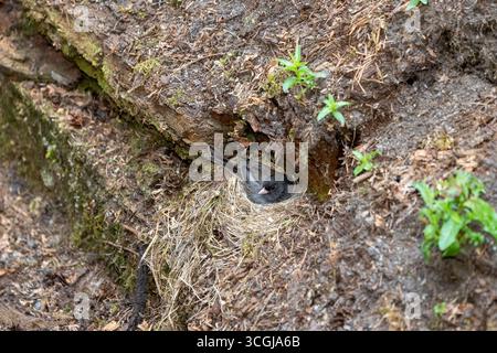 Issaquah, Washington, USA. Dunkeläugige Junco sitzt auf ihrem Nest auf einem Hügel. Stockfoto