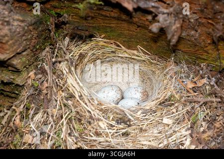 Issaquah, Washington, USA. Dunkeläugige Junco-Vogelnest mit drei gesprenkelten Eiern auf einem Hügel. Stockfoto