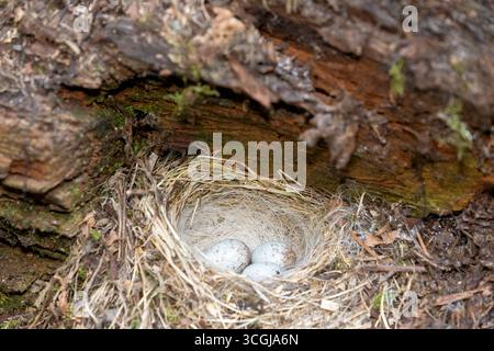 Issaquah, Washington, USA. Dunkeläugige Junco-Vogelnest mit drei gesprenkelten Eiern auf einem Hügel. Stockfoto