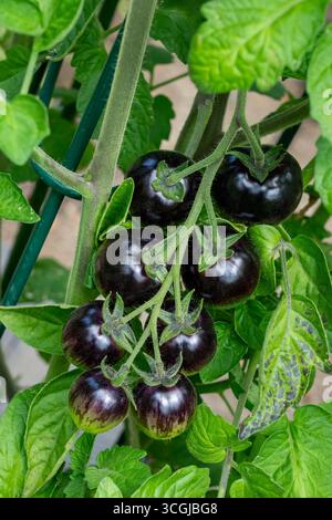 Issaquah, Washington, USA. Schwarze Erdbeerkirsche Tomatenpflanze. Es beginnt von violett bis grün und reift zu einem Rot mit gelben Streifen. Stockfoto