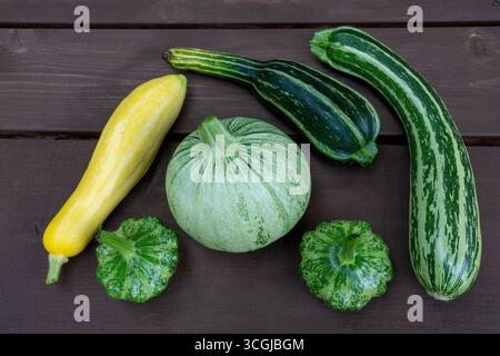 Issaquah, Washington, USA. Frisch geernteter Kürbis und Zucchini, einschließlich Yellow Zephyr Squash, Ronde de Nice Squash (rund hellgrün), Green Ligh Stockfoto