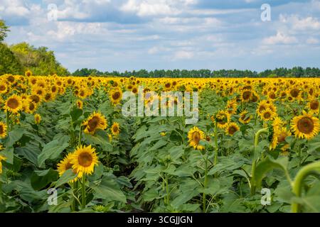 Ein großes wunderschönes Sonnenblumenfeld an einem klaren Tag vor Wolken. Stockfoto