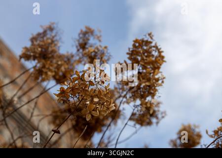 Nahaufnahme der defokussierten Tiefwinkelansicht trockener Hortensien entlang eines städtischen Straßengebäudes mit blauem Himmel Stockfoto