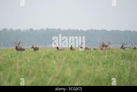 Hirsche stehen auf grasbewachsenen Feldern in der Nähe von Jingzhou China. Stockfoto
