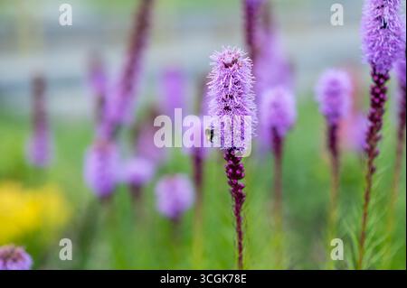 Nahaufnahme der Hummel, die auf der Liatris spicata-Blüte sitzt, Nektar sammelt und Pflanzen bestäubt, Konzept der Ökologie, Biodiversität und Sommernatur Stockfoto