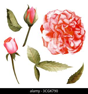 Aquarellset aus Rosenblüten mit vielen Blütenblättern und Rosenknospen mit Blättern. Geeignet für Karten, Einladungen, Drucke, Kosmetik, Parfüms, usw. Stockfoto