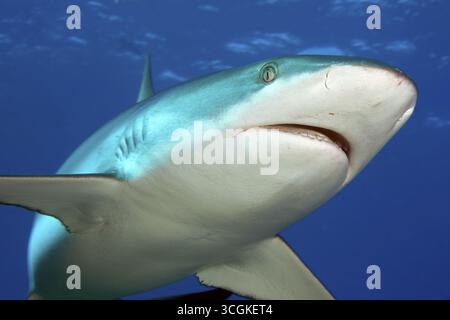 Unterwasserfoto von Nahaufnahme des Grauen Riffhais (Carcharhinus amblyrhynchos) schwimmend mit ausgebreiteten Flossen leicht geöffnetem Mund sehr nahe bei direkt in f Stockfoto