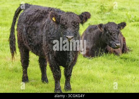 Eine stehende und eine liegende schwarze Kuh auf einer Wiese, Burlo, Münsterland, Deutschland Stockfoto