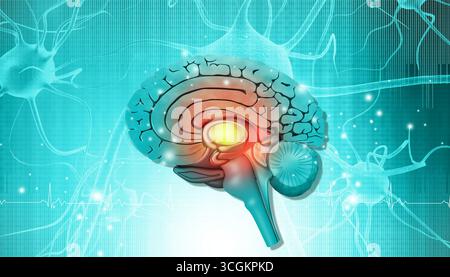 Querschnitt des Gehirns auf abstraktem wissenschaftlichen Hintergrund. 3D-Abbildung Stockfoto