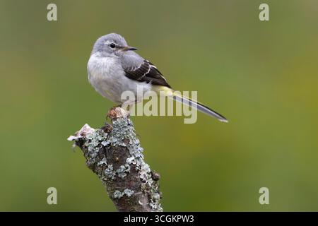 Junger Grauschwanz (Motacilla cinerea) saß auf einem Ast. Stockfoto
