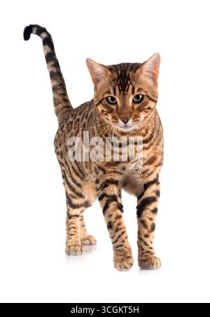 Bengal Katze vor weißem Hintergrund Stockfoto