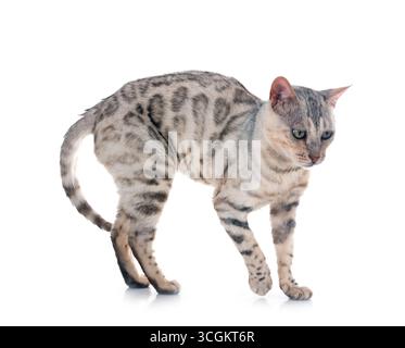 Bengal Katze vor weißem Hintergrund Stockfoto