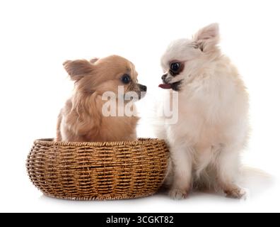 Wenig chihuahuas vor weißem Hintergrund Stockfoto