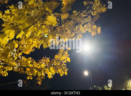 Eine Nacht im Park. Späte Herbstnacht im Park. Holzbänke und Park Alley. Stockfoto