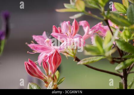 Rosa Azalea. Ein blühender Sträucher der Gattung Rhododendron, bekannt für seine lebhaften, langanhaltenden Frühlingsblüten. Stockfoto