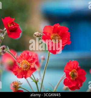 Leuchtend rote Geum-Blüten Stockfoto