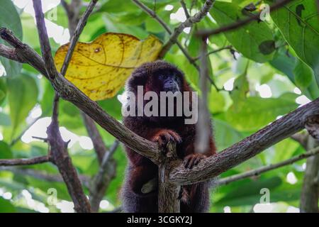 Ein kleiner Affe Roter Titi-Affe (Plecturocebus Cupreus), der auf einem von grünen Blättern umgebenen Baumzweig thront. Stockfoto