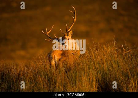 Wilde Rotwild-Pflege in der späten Abendsonne Stockfoto