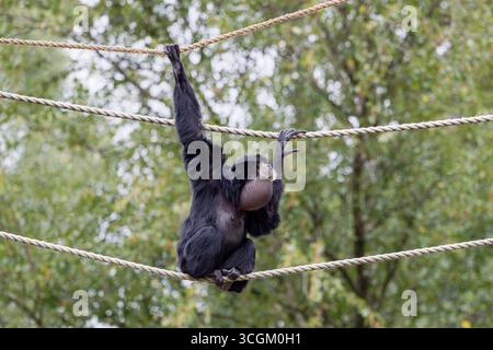 Ein Gibbon hängt an Seilen in einer natürlichen Umgebung. Stockfoto